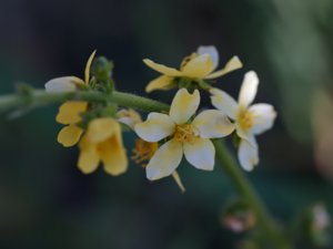 Agrimonia eupatoria - Agrimony - småborre