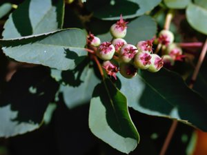 Amelanchier alnifolia - Saskatoon Serviceberry - sen häggmispel