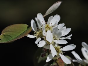 Amelanchier spicata - Low Juneberry - häggmispel