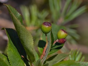 Aronia melanocarpa - Black Chokeberry - svartaronia
