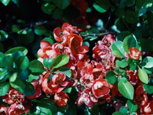 Chaenomeles japonica - Japanese Quince - liten rosenkvitten