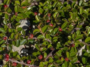 Cotoneaster adpressus - Creeping Cotoneaster - mattoxbär