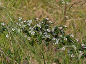 Cotoneaster dammeri - Bearberry Cotoneaster - krypoxbär