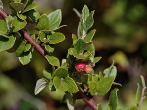 Cotoneaster dielsianus - Diels' Cotoneaster - rosenoxbär