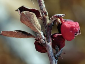Cotoneaster integerrimus - Wild Cotoneaster - rött oxbär