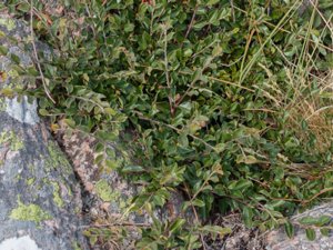 Cotoneaster kullensis - skånskt oxbär