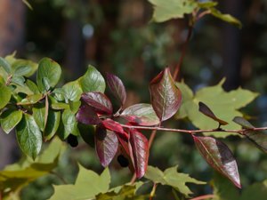 Cotoneaster lucidus - Shiny Cotoneaster - häckoxbär