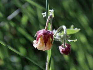 Geum rivale - Water Avens - humleblomster