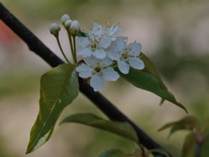 Prunus pensylvanica - Pin Cherry - amerikanskt häggkörsbär