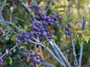 Prunus spinosa - Blackthorn - slån