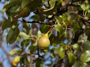 Pyrus communis - Pear - päron