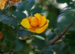 Rosa × harisonii - Harrison's Yellow Rose - gul pimpinellros