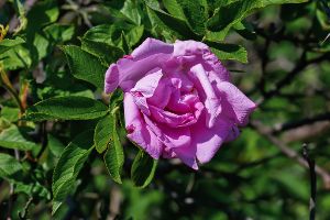 Rosa × spaethiana - holländsk ros