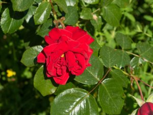 Rosa chinensis - China Rose - kinaros