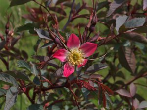 Rosa glauca - Red-leaved Rose - daggros