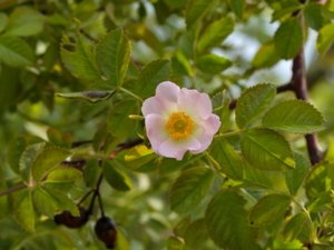 Rosa micrantha - Small-flowered Sweet-briar - sydäppelros