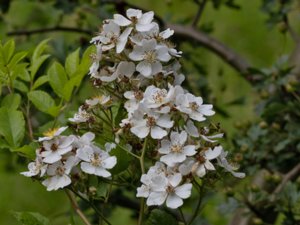 Rosa multiflora - Many-flowered Rose - japansk klätterros