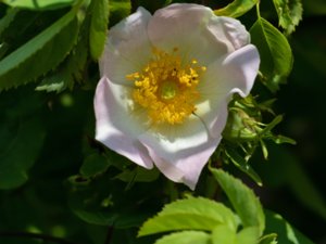 Rosa tomentella - Round-leaved Dog-rose - flikros