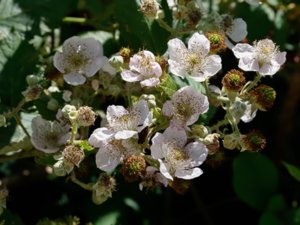 Rubus camptostachys - hårbjörnbär