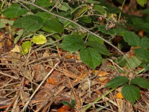 Rubus foliosus