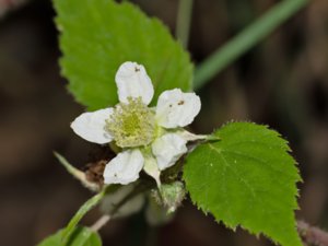 Rubus loehrii - bergumsbjörnbär