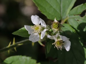 Rubus muenteri - grönbladsbjörnbär
