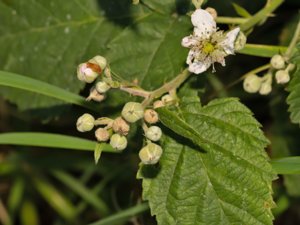 Rubus nordicus - skageracksbjörnbär