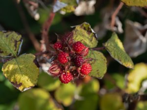 Rubus phoenicolasius - Japanese Wineberry - vinhallon