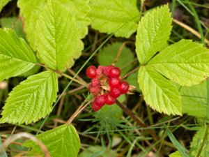 Rubus saxatilis - Stone Bramble - stenbär