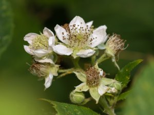 Rubus silvaticus - kilbjörnbär