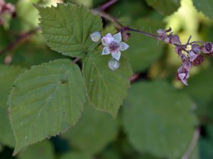 Rubus slesvicensis - slesvigsbjörnbär