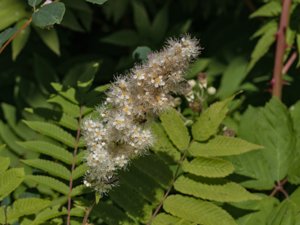 Sorbaria sorbifolia - Sorbaria - rönnspirea