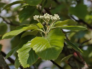 Sorbus aria - Common Whitebeam - vitoxel