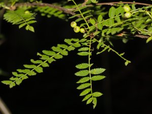 Sorbus koehneana -White-fruited Chinese Rowan - pärlrönn