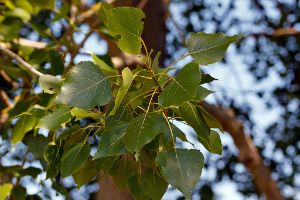 Populus × canadensis - Hybrid Black-poplar - kanadapoppel