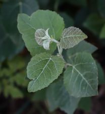 Populus × canescens - Grey Poplar - gråpoppel