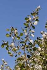 Populus alba - White Poplar - silverpoppel