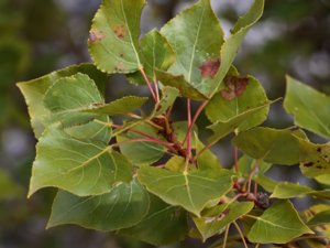 Populus nigra - Black-poplar - svartpoppel