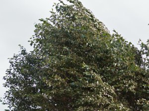 Populus simonii - Simon's Poplar - kinesisk poppel