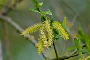 Salix × fragilis - Hybrid Crack-willow - grönpil