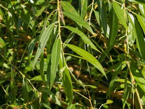 Salix × pendulina - Weeping Crack-willow - fontänpil
