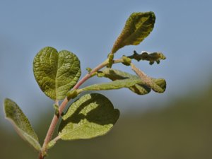 Salix aurita - Eared Willow - bindvide