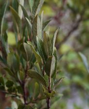 Salix cinerea × myrsinifolia - gråvide × svartvide