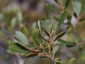 Salix cinerea - Common Sallow - gråvide