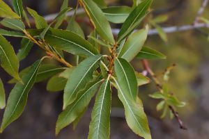 Salix daphnoides - European Violet-willow - daggvide