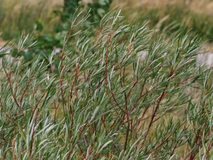 Salix elaeagnos - Olive Willow - lavendelvide