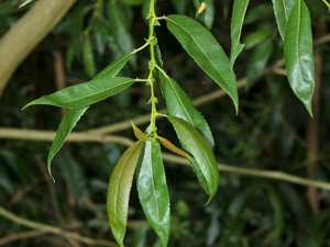 Salix euxina - Eastern Crack-willow - knäckepil