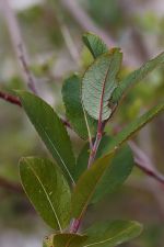 Salix myrsinifolia - Dark-leaved Willow - svartvide