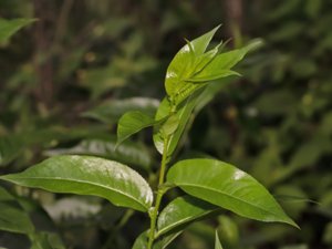 Salix pentandra - Bay Willow - jolster