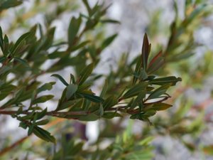 Salix purpurea - Purple Willow - rödvide